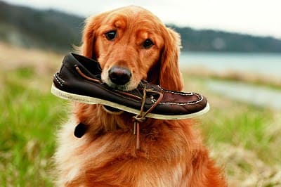 Sperry